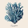 Affiche corail bleu l.30 x l.30 cm Dada Art