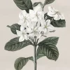 Affiche fleur sauvage blanche l.24 x l.30 cm Dada Art