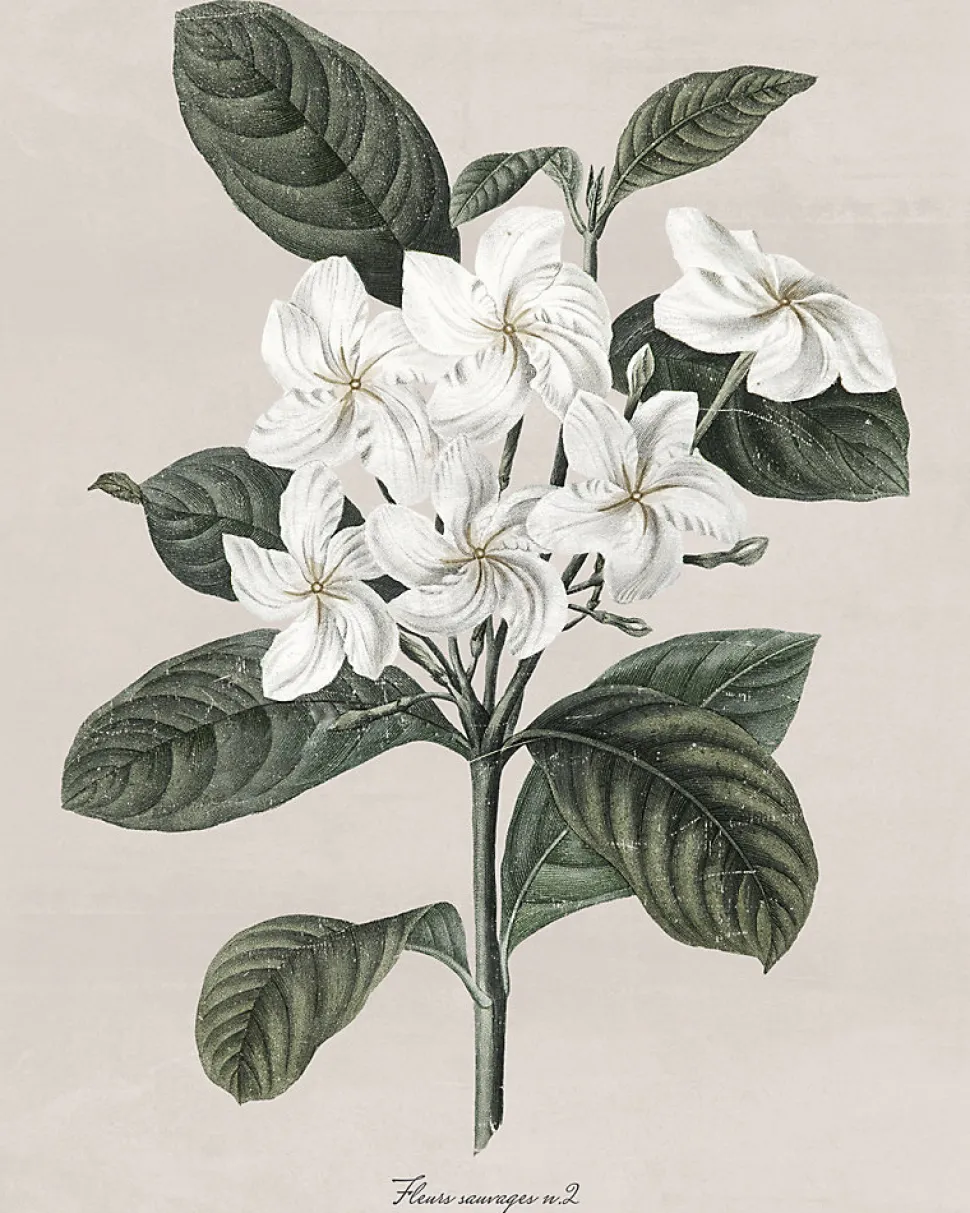 Affiche fleur sauvage blanche l.24 x l.30 cm Dada Art