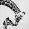 Affiche girafe, animaux, savane, Afrique l.60 x H.80 cm noir et blanc