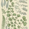 Affiche herbier n°1 l.30 x H.40 cm Dada Art