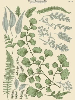 Affiche herbier n°1 l.30 x H.40 cm Dada Art