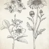 Affiche illustration fleurs herbier vintage l.24 x H.30 cm Dada Art