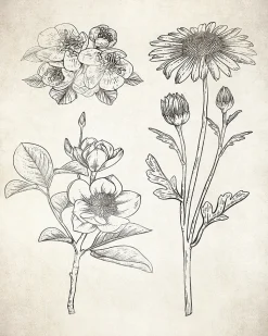 Affiche illustration fleurs herbier vintage l.24 x H.30 cm Dada Art