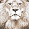 Affiche portrait Lion Dada Art L.40 x l.30 cm