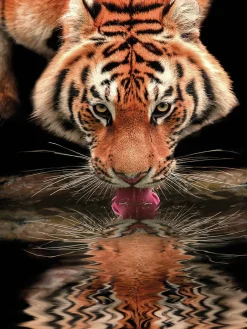 Affiche tigre Dada Art l.60 x H.80 cm