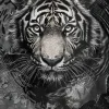 Affiche tigre noir et blanc l.40 x l.50 cm Dada Art