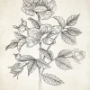 Affiche vintage herbier l.24 x H.30 cm Dada Art