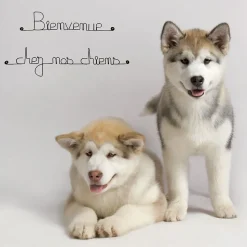 Bienvenue chez nos chiens - Sculpture fil de fer 50-60 cm - Bijoux de mur