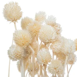 Bouquet de plantes séchées Atmosphera