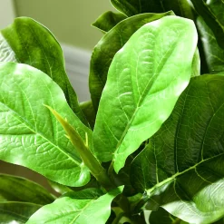 Ficus Lutea artificiels 1,10H m - lot de 2 ficus artificiels - 90 feuilles réalistes par pied - pot inclus noir vert