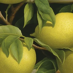 Frise décorative adhésive, superbe frise citron qui convient partout et tout le temps, 5 cm X 300 cm