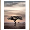 Image encadrée paysage de Baobab l.40 x H.50 cm Dada Art