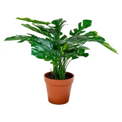 Monstera Deliciosa artificiel 45 cm