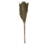 Pampas laineuses sechées H.75cm, 9 pièces JBY creation