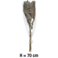 Pampas laineuses sechées H.75cm, 9 pièces JBY creation