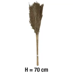 Pampas laineuses sechées H.75cm, 9 pièces JBY creation