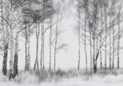 Papier Peint Forêt Arbres Noir et blanc Intissé Panoramique Pour Chambre Cuisine 400x280 cm