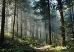 Papier Peint Forêt Arbres Nature Intissé Panoramique Pour Chambre Cuisine 400x280 cm