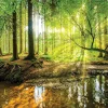 Papier Peint Forêt Arbres Vert Nature Intissé Panoramique 350x250 cm - Colle Inclus - Chambre et Salon - Moderne Papier Peint