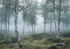 Papier Peint Forêt 3D Vert Intissé Panoramique Pour Chambre Cuisine 350x250