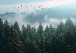 Papier Peint Forêt dans la brume Arbres Intissé Panoramique Pour Chambre Cuisine 400x280 cm
