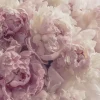 Papier Peint Intissé Panoramique Fleurs Pivoines Rose 400x280 cm - Colle Inclus - Chambre et Salon - Moderne Trompe l'oeil