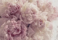 Papier Peint Intissé Panoramique Fleurs Pivoines Rose 350x250 cm - Colle Inclus - Chambre et Salon - Moderne Trompe l'oeil