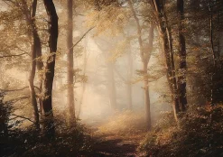 Papier Peint Panoramique Intissé Forêt Arbres Brun - 400x280 cm - Papier Peint Chambre et salon