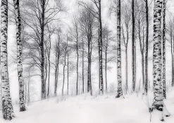 Papier Peint Panoramique Intissé Noir et blanc Forêt 350x250 cm - Colle Inclus - Moderne XXL Papier Peint por Chambre Salon