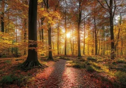 Papier Peint Panoramique Intissé Forêt Arbres Brun - 400x280 cm - Papier Peint Chambre et salon