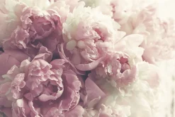 Papier Peint Photo Intissé FLEURS Pivoines Roses Pour La Chambre 450cm x 300cm