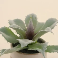 Plante grasse artificielle pot céramique rayé 12cm