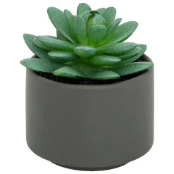 Plante grasse en pot H13- Blanc- Atmosphera