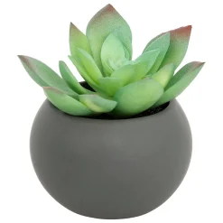 Plante grasse en pot H13- Gris- Atmosphera