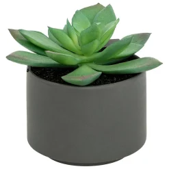 Plante grasse en pot H13- Gris- Atmosphera