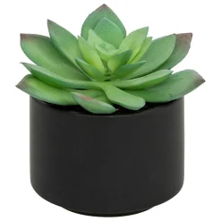 Plante grasse en pot H13- Noir- Atmosphera