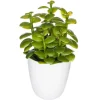 Plante succulente & cactus H18 - Noir- Atmosphera