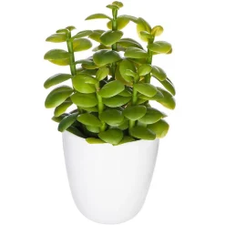 Plante succulente & cactus H18 - Noir- Atmosphera