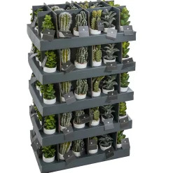 Plante succulente & cactus H18 - Noir- Atmosphera