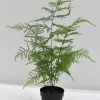 Pot Aspargus artificiel h.45 cm avec pot décoratif