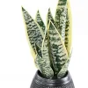 Sansevieria artificielle h.49 cm en pot décoratif
