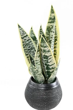 Sansevieria artificielle h.49 cm en pot décoratif