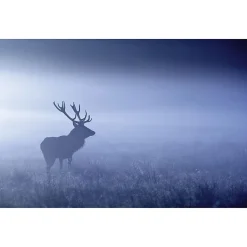 Tableau toile en kit BLUE MISTY DEER 140 x 95 cm - Toile textile sans PVC, Made in France par Scenolia