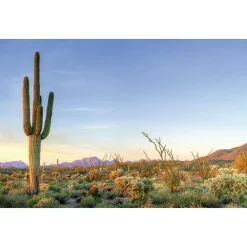 Tableau toile en kit DESERT DE SONORA 140 x 95 cm - Toile textile sans PVC, Made in France par Scenolia