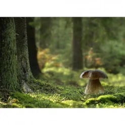 Tableau toile XXL en kit Champignon Des Bois 130 x 90 cm - Toile textile sans PVC