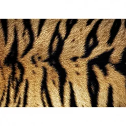Tableau toile XXL en kit Tigre Du Bengale 90 x 60 cm - Toile textile sans PVC