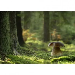 Tableau toile XXL en kit Champignon Des Bois 60 x 40 cm - Toile textile sans PVC