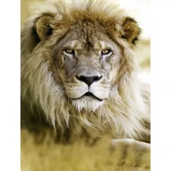 Tableau toile XXL en kit Lion 130 x 180 cm - Toile textile sans PVC