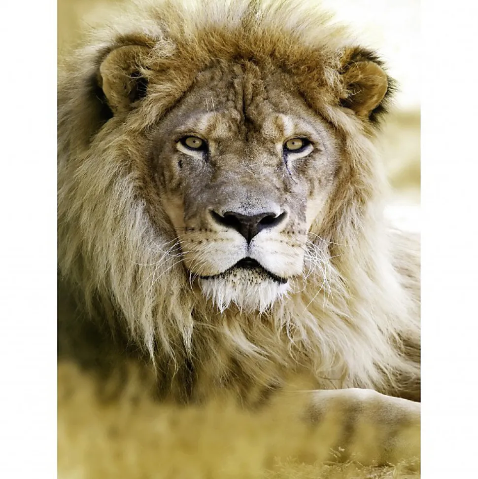 Tableau toile XXL en kit Lion 130 x 180 cm - Toile textile sans PVC